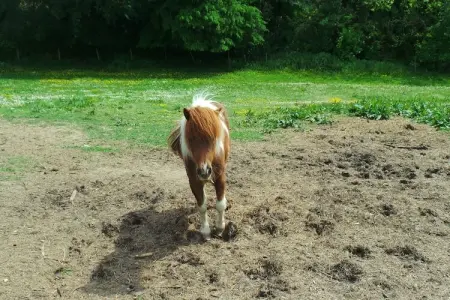 Le Pigeonnier, Beau pigeonnier rénové avec piscine, vignoble de l'Entre-deux-Mers. - Photo 66