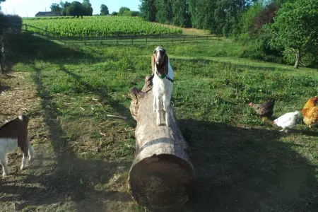 Le Pigeonnier, Beau pigeonnier rénové avec piscine, vignoble de l'Entre-deux-Mers. - Photo 73