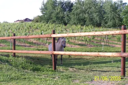 Le Passe Temps, Maison en pierre avec piscine et jacuzzi, entre-deux-mers. - Photo 23