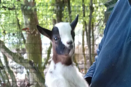 Le Passe Temps, Maison en pierre avec piscine et jacuzzi, entre-deux-mers. - Photo 33