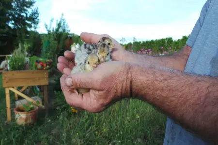 Le Passe Temps, Maison en pierre avec piscine et jacuzzi, entre-deux-mers. - Photo 34