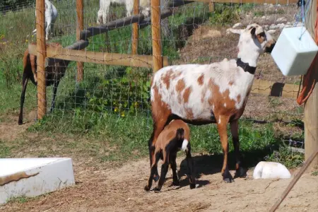 Le Passe Temps, Maison en pierre avec piscine et jacuzzi, entre-deux-mers. - Photo 35
