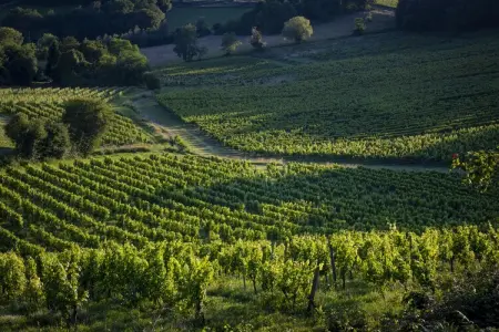 Le Passe Temps, Maison en pierre avec piscine et jacuzzi, entre-deux-mers. - Photo 37