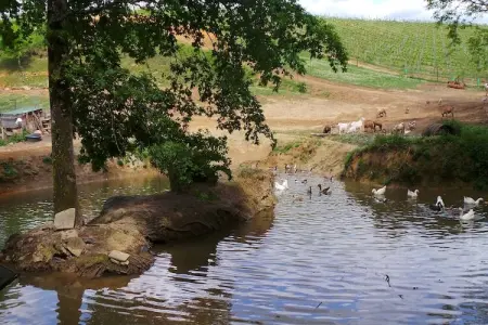 Le Passe Temps, Maison en pierre avec piscine et jacuzzi, entre-deux-mers. - Photo 55