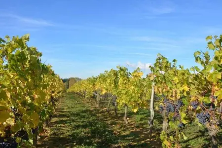 Maison de vacances Beaumont en Véron, Maison de vacances de luxe avec pelouse à Beaumont-en-Véron près de Chinon - Photo 38