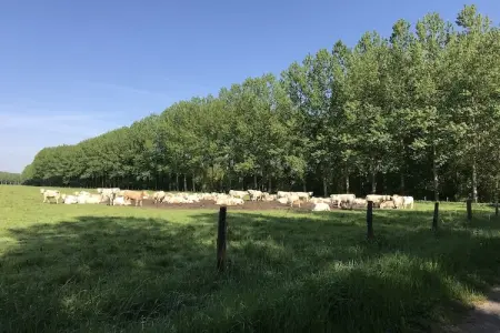 Maison de vacances Cinais, Ancienne maison de douane avec grand jardin et piscine privée. 4 km de Chinon - Photo 36