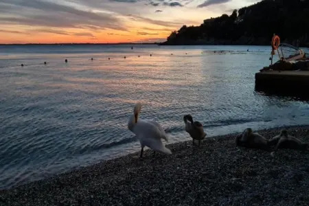 Les Balcons d'Auréa 1, Appartement confortable, lave-vaisselle, à 100 m des pistes - Photo 33