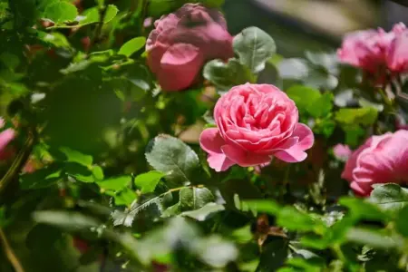 Les Balcons d'Auréa 3, Appartement confortable, lave-vaisselle, à 100 m des pistes - Photo 31