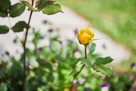 Les Balcons d'Auréa 3, Appartement confortable, lave-vaisselle, à 100 m des pistes - Photo 32