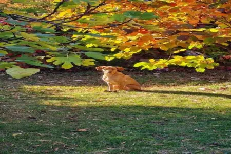 Les Balcons d'Auréa 4, Appartement confortable, lave-vaisselle, à 100 m des pistes - Photo 19