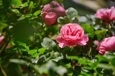 Les Balcons d'Auréa 4, Appartement confortable, lave-vaisselle, à 100 m des pistes - Photo 31