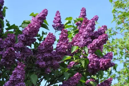 La Bergerie les Drageonnières, Maison de vacances avec piscine à Montrichard, en France - Photo 29