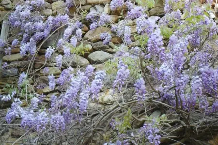 Gite du Pradal, Maison de vacances avec terrasse à Villeneuve-d'Allier - Photo 18