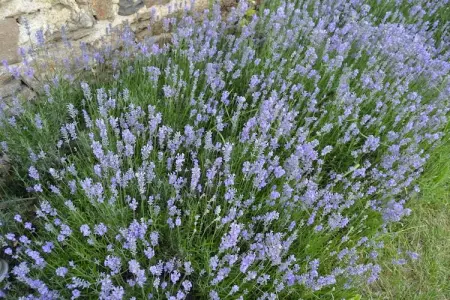 Rougeac, Maison de vacances à Villeneuve-d'Allier dans la forêt - Photo 33