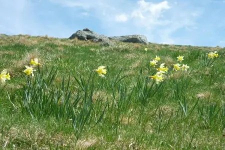 Rougeac, Maison de vacances à Villeneuve-d'Allier dans la forêt - Photo 37