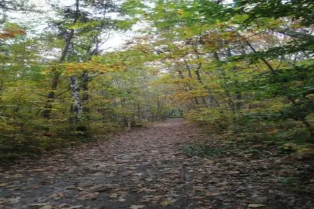 Maison de vacances - CHILLEURS-AUX-BOIS, Belle maison de vacances à Chilleurs-aux-Bois avec jardin - Photo 31