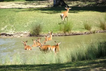 Maison de vacances - CHILLEURS-AUX-BOIS, Belle maison de vacances à Chilleurs-aux-Bois avec jardin - Photo 32