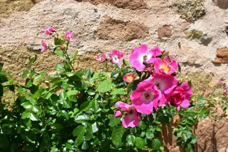 Maison de vacances Rueyres, Charmante maison de vacances à Rueyres avec piscine - Photo 35