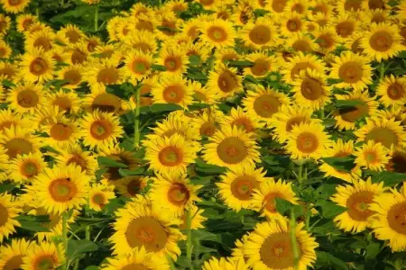 Maison Mayrac, Belle demeure avec piscine privée à Lavercantière - Photo 28