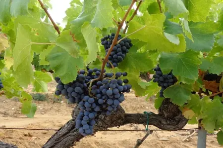 Maison Mayrac, Belle demeure avec piscine privée à Lavercantière - Photo 29