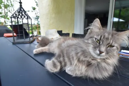 Gite Quineville 4 pers Belle Vue, Superbe maison de vacances à Quinéville près de la plage - Photo 36