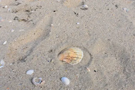 Beach House Pieds dans l eau 4 pers, Belle maison de vacances à Ravenoville avec cour intérieure - Photo 34