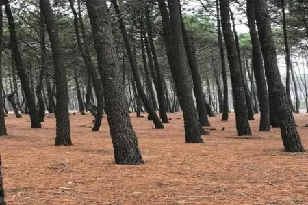 Maison de la Cosnadière, Maison de vacances paisible jardin à Saint-Rémy-des-Landes - Photo 33