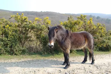 Maison de vacances à Fermanville près de la mer - Photo 32