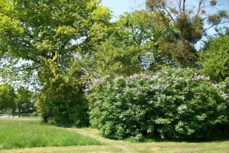 La Juquaise, Maison de vacances à Saint-Laurent-des-Mortiers avec jardin - Photo 31