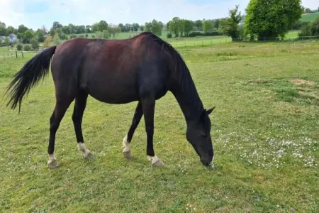 La Juquaise, Maison de vacances à Saint-Laurent-des-Mortiers avec jardin - Photo 32