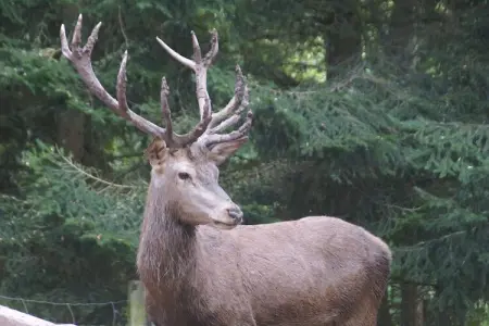 La Schwingmuhle, Grande maison de vacances avec jardin à Hanviller proche lac - Photo 30