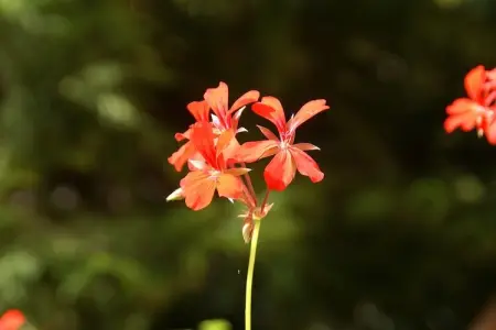 La Schwingmuhle, Grande maison de vacances avec jardin à Hanviller proche lac - Photo 37