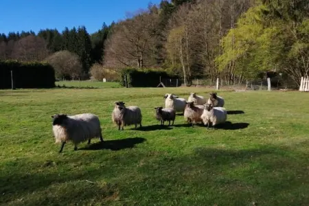Gîte du Crâ, Chalet confortable avec jardin privé situé à Saint-Quirin - Photo 36