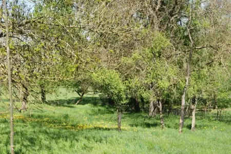 Chalet - LA HOUBE DABO, Magnifique gîte à Dabo avec terrasse - Photo 37