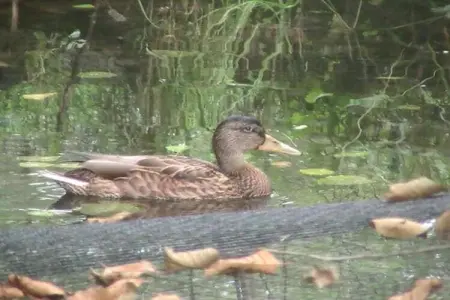 Chalet - HOMMERT, Chalet confortable avec superbes vues à Hommert - Photo 35