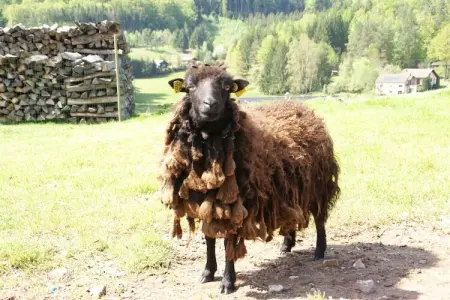 Mon Repos, Maison de vacances cosy avec jardin à Walscheid, Lorraine - Photo 37