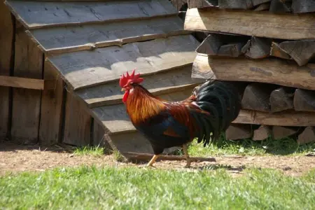 Mon Repos, Maison de vacances cosy avec jardin à Walscheid, Lorraine - Photo 38