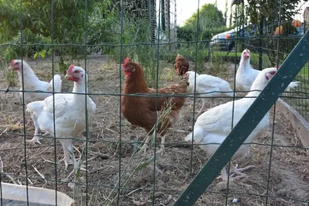 Maison de vacances Vignol, Maison de vacances paisible à Vignol avec piscine chauffée - Photo 24