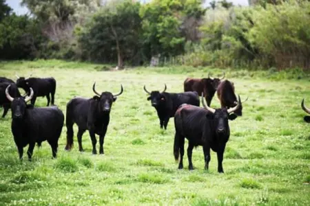 Maison de vacances Vignol, Maison de vacances paisible à Vignol avec piscine chauffée - Photo 34