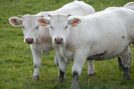 Maison de vacances Vignol, Maison de vacances paisible à Vignol avec piscine chauffée - Photo 39