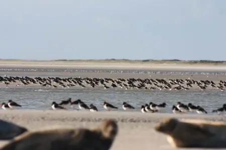 Maison Le Ponchel, Maison ensoleillée sur une île avec jardin privé en Picardie - Photo 30