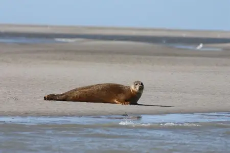 Maison Le Ponchel, Maison ensoleillée sur une île avec jardin privé en Picardie - Photo 33