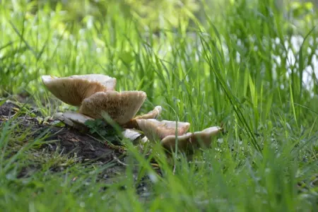 Domaine Les Ziettes, Belle maison de vacances avec sauna et jacuzzi à Saint-Omer - Photo 39