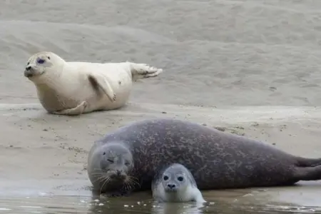 Berck sur Mer 5, Maison de vacances indépendante à seulement 800 m. de la mer - Photo 37