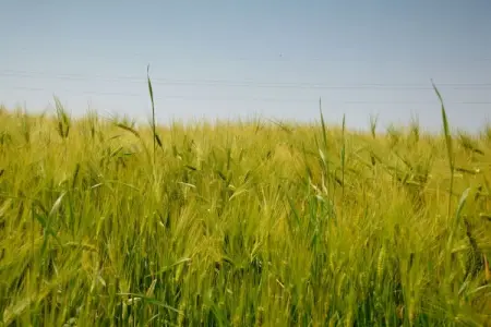 Londefort, Gîte rural entouré d'arbres fruitiers à Wierre-Effroy - Photo 30