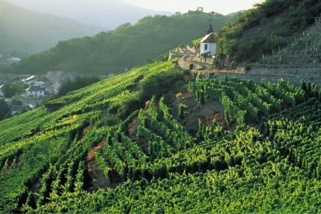 Le Panorama, Villa moderne à Fellering avec piscine privée - Photo 22