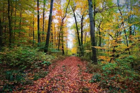 Au Cheval Blanc, Résidence de vacances confortable à Ruederbach avec terrasse - Photo 33