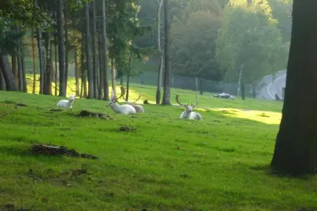 Au Cheval Blanc, Résidence de vacances confortable à Ruederbach avec terrasse - Photo 34