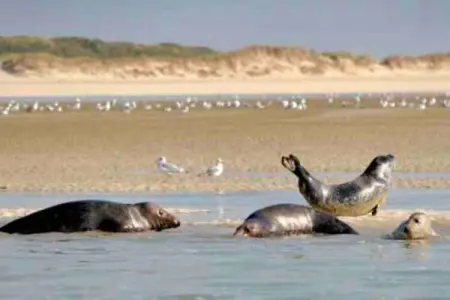 Chalet 1, Chalet vintage à Quend-Plage-les-Pins avec piscine - Photo 27