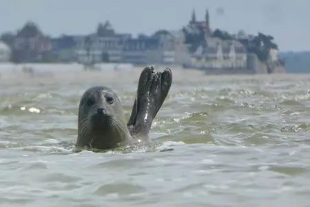 Résidence les Villas de la Baie 1, Charmante maison avec baignoire, située sur la côte normande - Photo 17